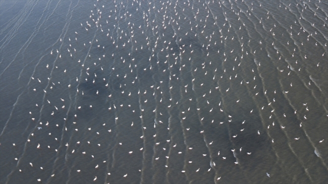 Van Gölü flamingolara ev sahipliği yapıyor